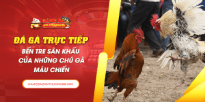 Đá gà trực tiếp Bến Tre sân khấu của những chú gà máu chiến