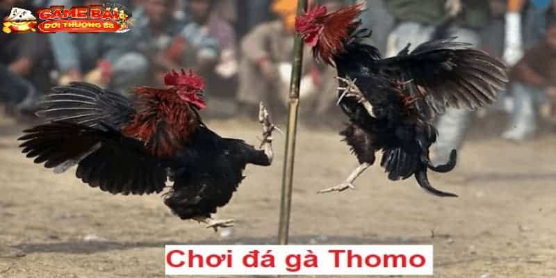 Vì sao nên tham gia trải nghiệm đá gà Thomo Campuchia